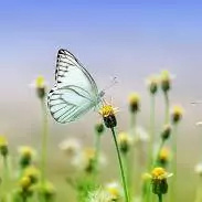 nature whatsapp dp flowers with butterfly